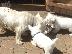PoulaTo: Κουτάβια West Highland White Terrier